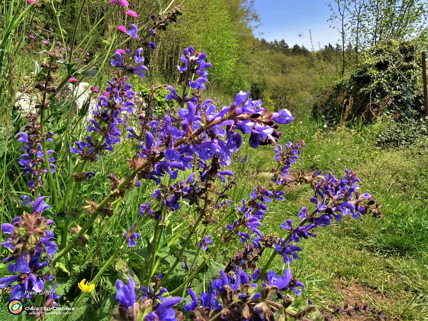 66 Salvia pratensis (Salvia dei prati).JPG